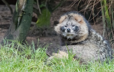 Supikoira